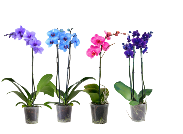 5in Mysti. Mix in Grow Pot