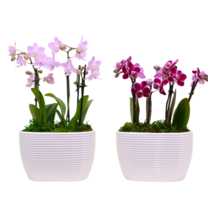 6in Asst Espresso Garden in Jess Duopot Ceramic, 12/pk