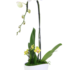 8in Swan/Espresso Phal. Orchid Garden in Ceramic 6Pk