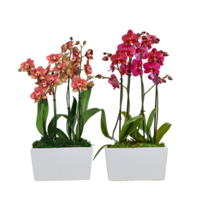 10in Asst Orchid Garden in Ceramic, 6/pk