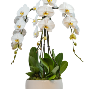 11in Swan Orchid Garden in Ceramic 2pk
