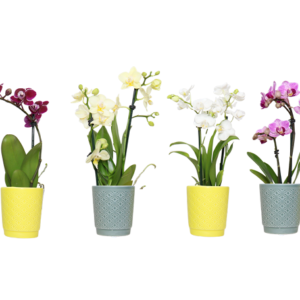 2in Phal. Orchid in Color Ceramic, 24/pk Summer