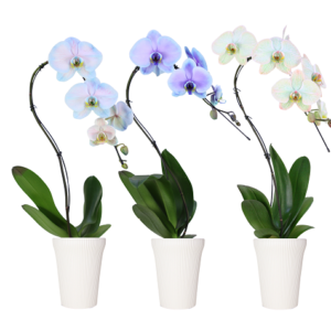 5in Swan Confetti Mix Mystique in White Ceramic, 10/pk