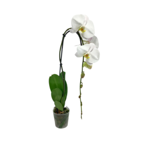 5in Phal White Swan in Grow 12/pk - Cardboard Tray