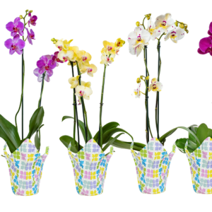 5in Phal Asst. Orchid in E-Cover pk/13