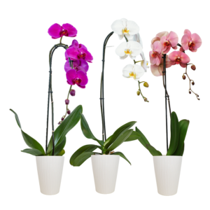 5in White Swan and BOP in Ceramic, 10/pk