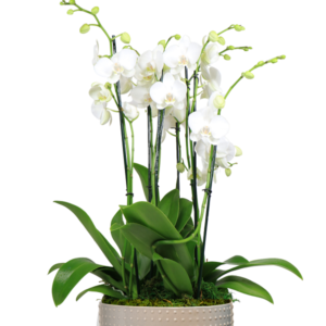11in White Orchid Garden in Grey Ceramic 2/Pk