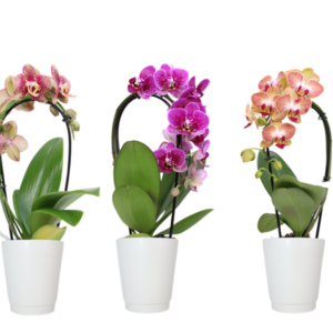 3in Teacup Cascade  in Ceramic, 15/pk