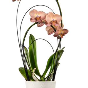 5in Rainbow Innovation Orchid  in white Ceramic, pk/13
