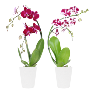 5in Boomerang Innovation Orchid in Ceramic, pk/13