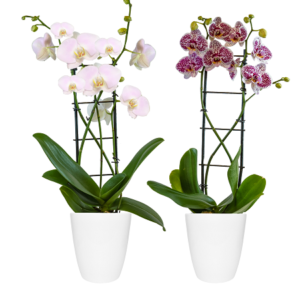 5in Innovation Trellis Orchid in Ceramic, pk/13