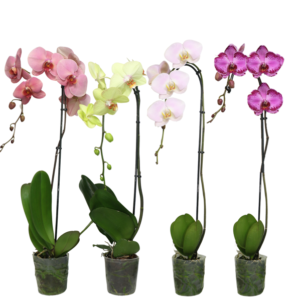 5in Phal Birds of Paradise in Grow 10/pk