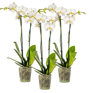 5in Phal White in Grow, 18/pk