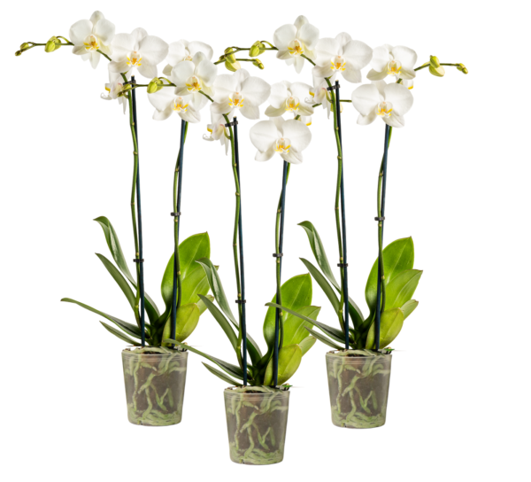 5in White in Grow Pot3.png