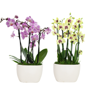 6in Teacup Garden in Ceramic, 12/pk