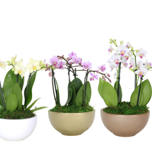 6in Espresso Garden in Martha Ceramic 5Pk
