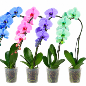 5in Mix Swan Mystique in Grower Pot 10Pk