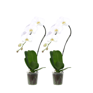 5in Swan in Grow pot 10Pk BX30W