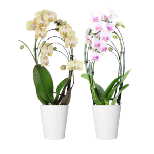 3in Teacup Rainbow Orchid in White Ceramic, 15/pk