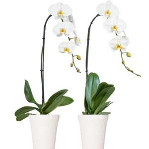 5in Phal Swan in White Ceramic, pk/10